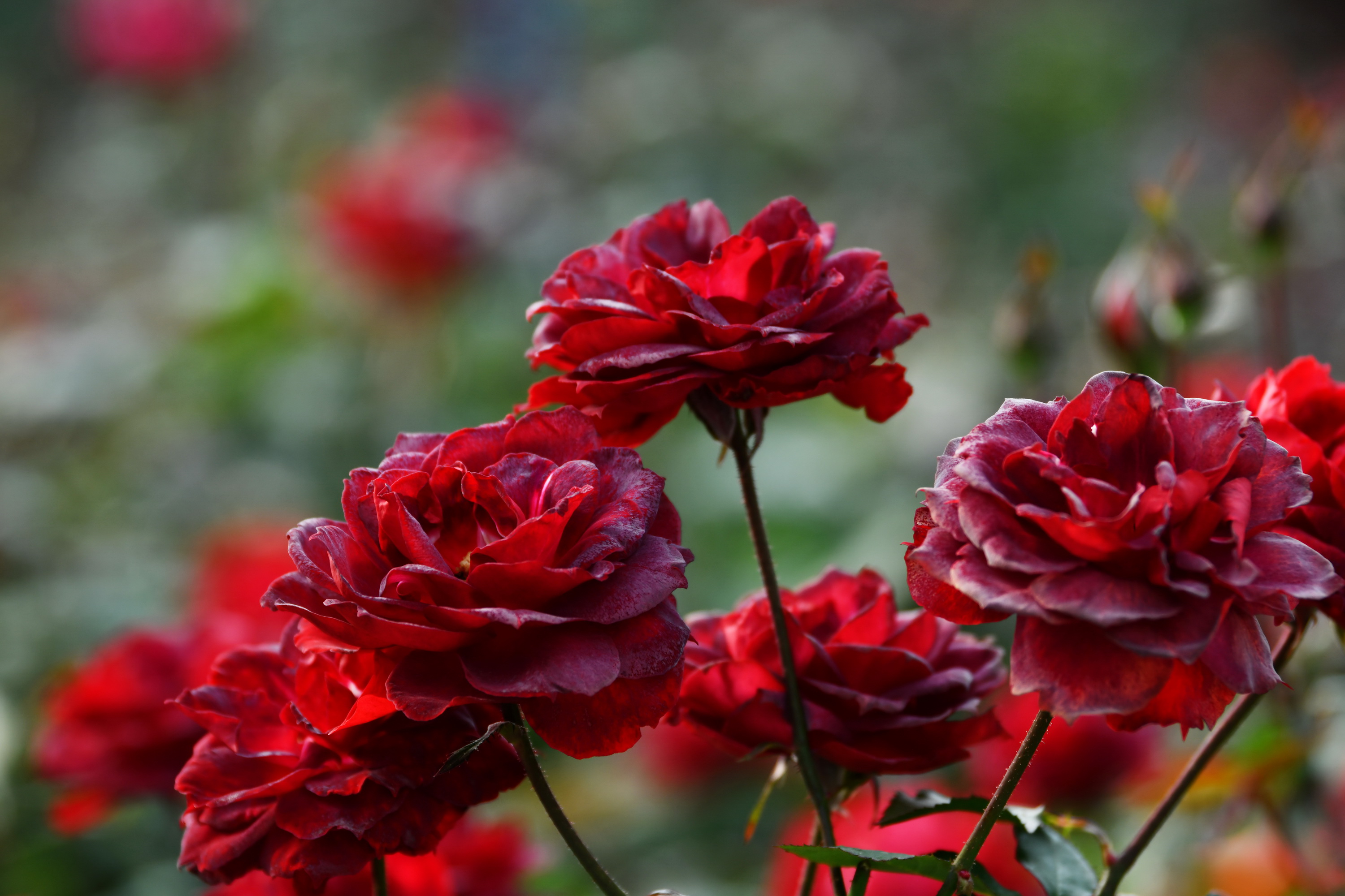 广州市番禺区宝墨园攻略,广州宝墨园景观