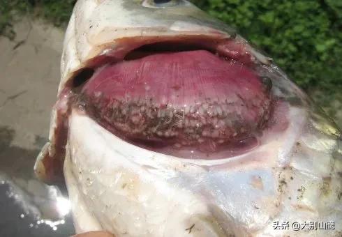 养鱼降低风险最好方法,养鱼不杀菌可以吗