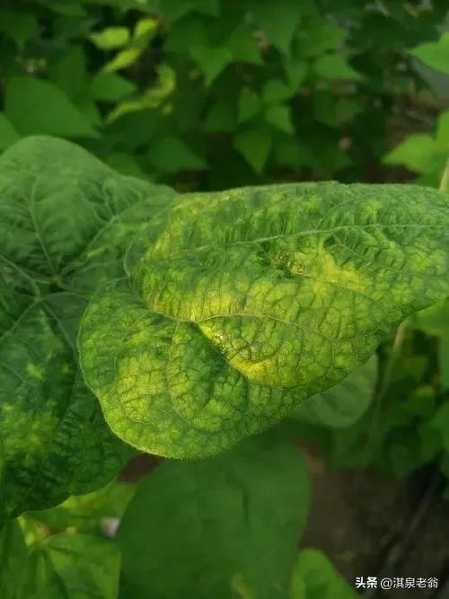 豆角病毒病的识别与防治,豆角病毒病怎么引起的