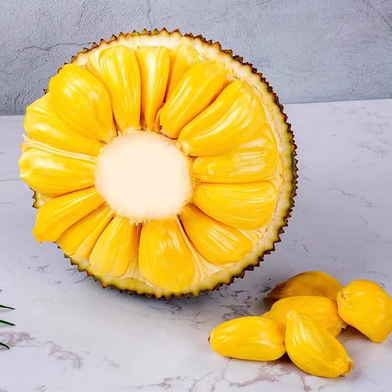 带你认识热带植物,带你认识水果