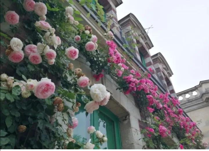 法国玫瑰花园,法国玫瑰花香沐浴露正品