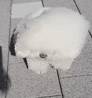 什么宠物狗不掉毛新手好养,具有什么属性的宠物狗好养