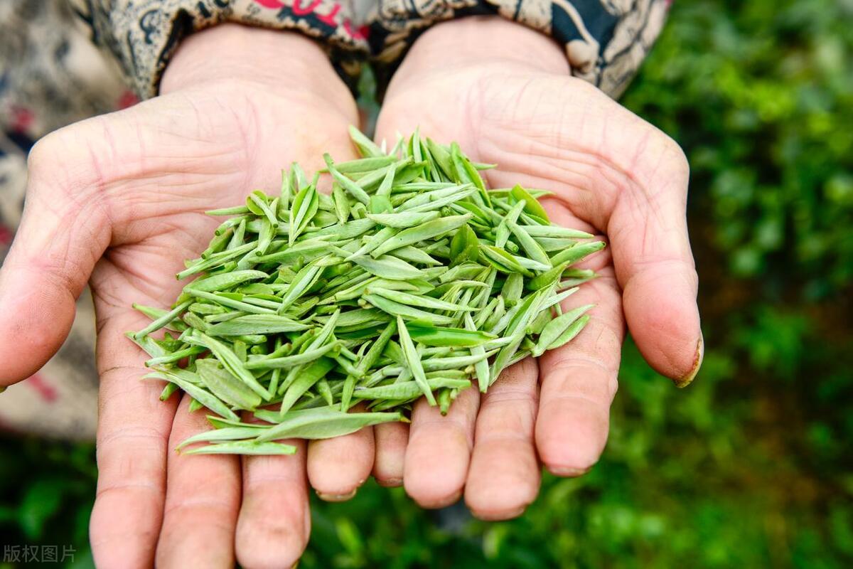 网络上卖的茶叶为什么便宜,网购茶叶和实体店茶叶一样吗