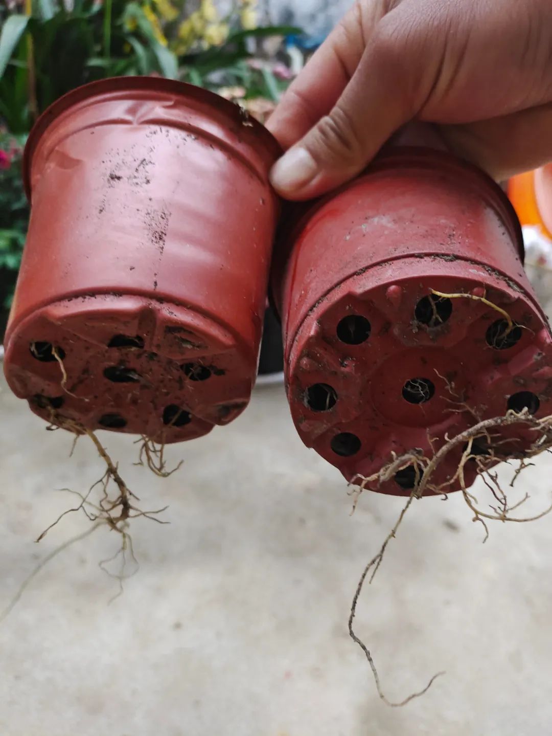 刚刚购买过来植物要怎样养,刚买的盆栽