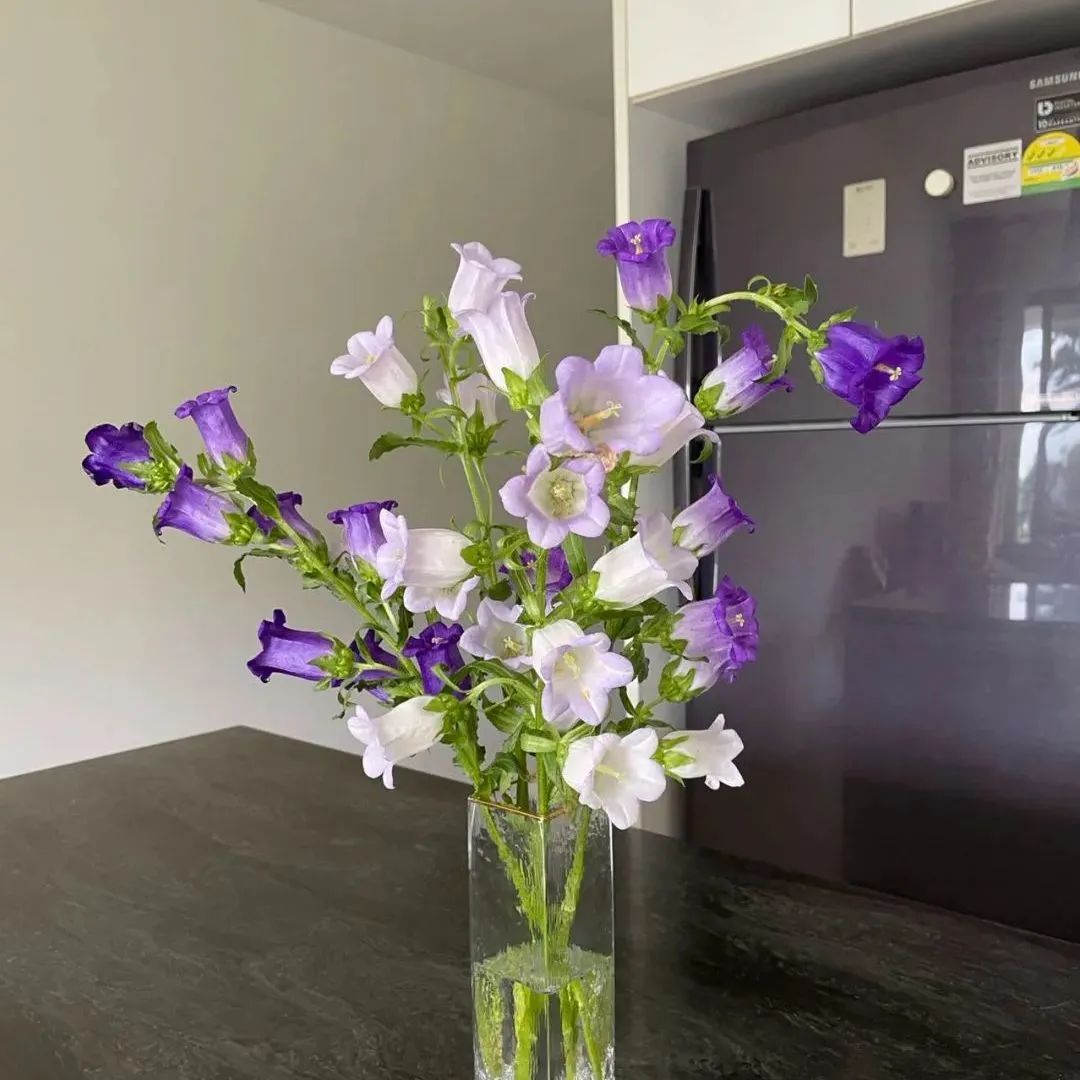 新手必看鲜花养护攻略,鲜花在水里能养几天会死