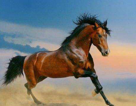 属马人2023年财运最佳的月份,生肖马2023年遇到正缘的月份