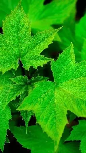 华为壁纸绿色护眼图片大全高清,绿色护眼壁纸高清全屏手机锁屏