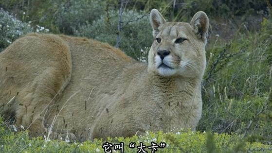 猫咪在交配的时候，究竟爽不爽？