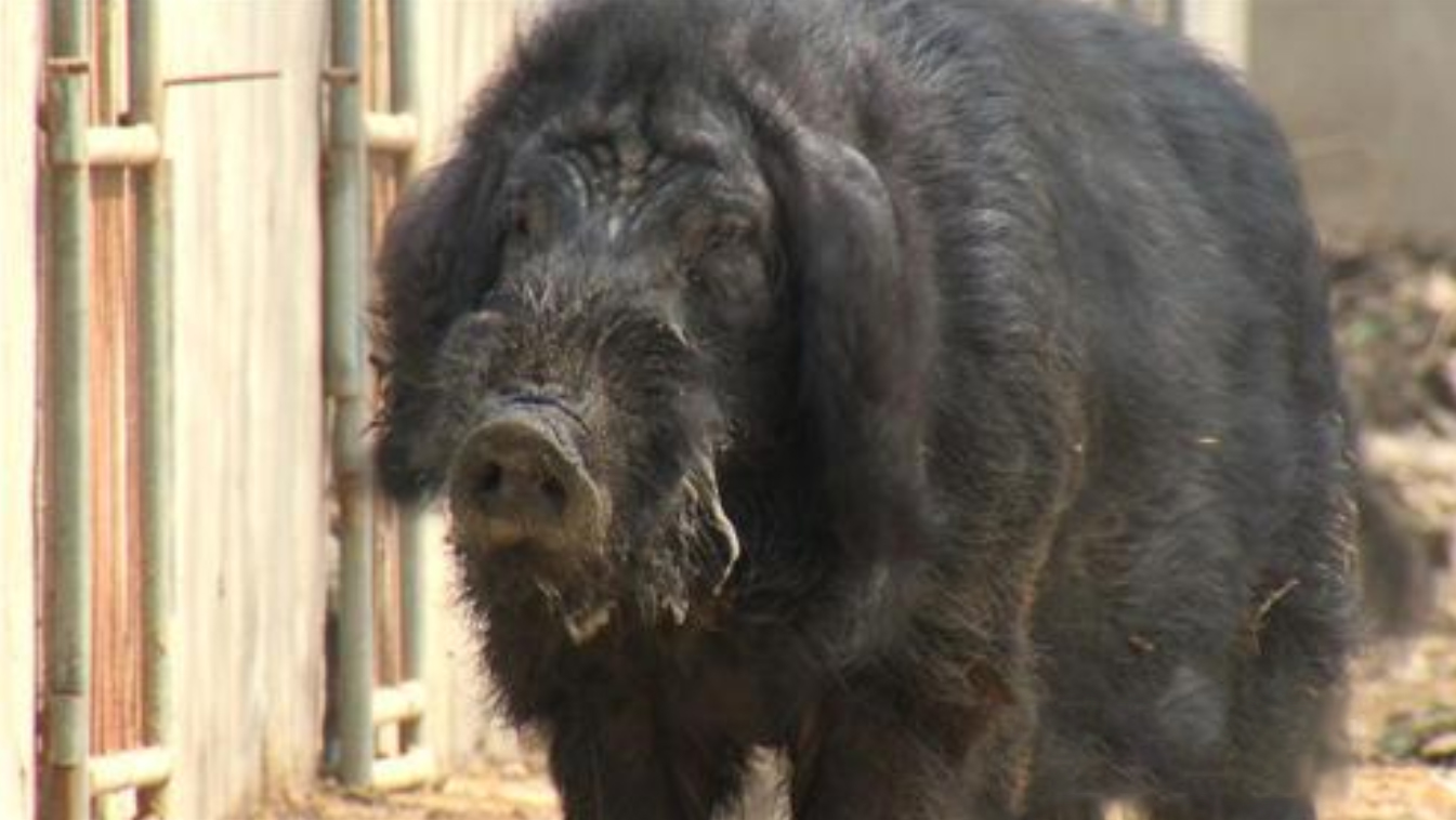 2009年，男子花6万买瘸腿病猪当宝贝养，8年后病猪帮他年入3000万