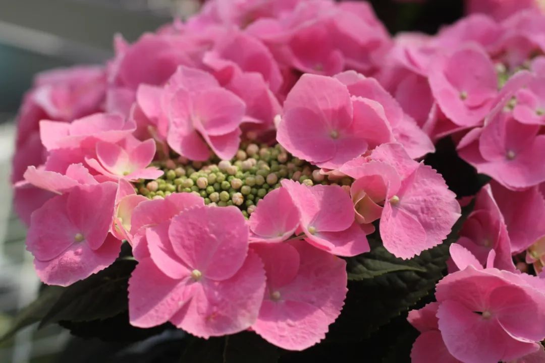 身边一抹蓝,最美蓝色绣球