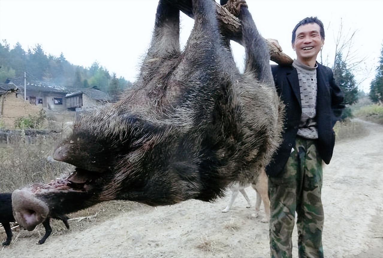野猪泛滥成灾遭通缉,野猪泛滥成灾最新消息
