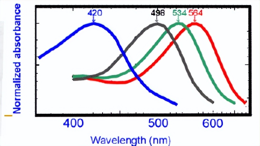 视频编解码学习之一：理论基础