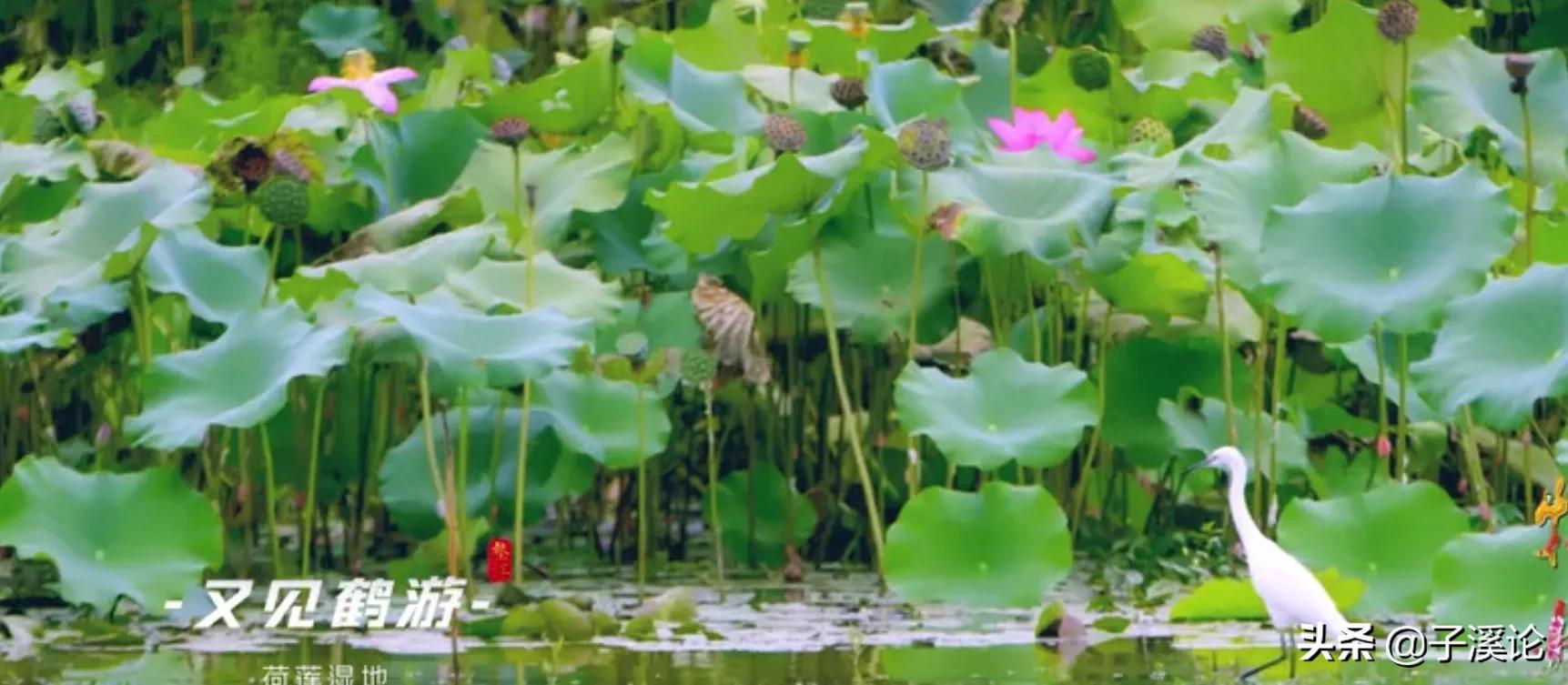 崛起之路—重庆垫江