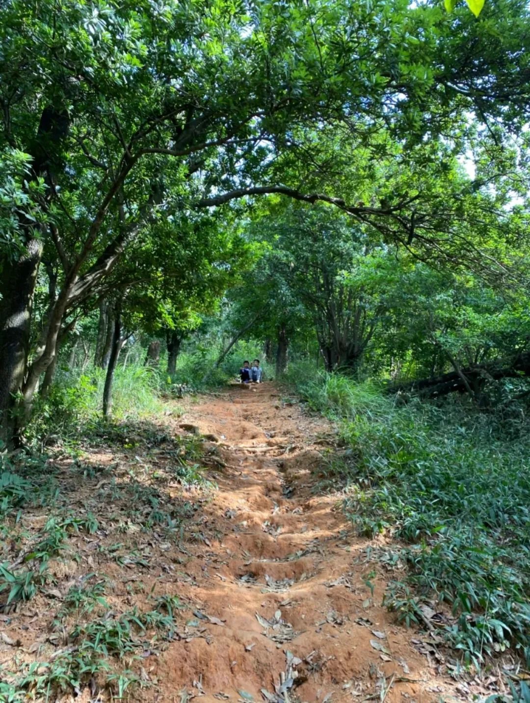 周末森林公园推荐深圳宝安,深圳森林公园登上山顶看美景