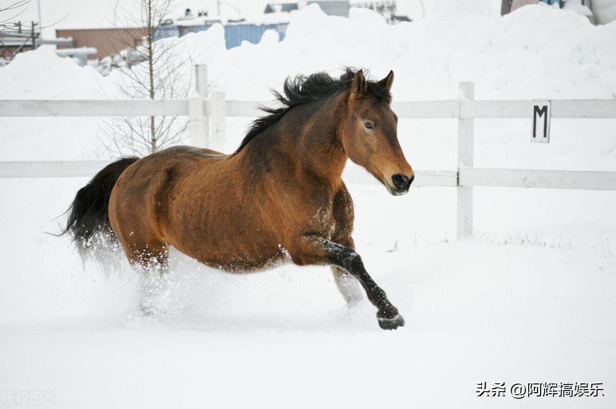 2024年哪些属相运势最好的,2024年各生肖运势排行
