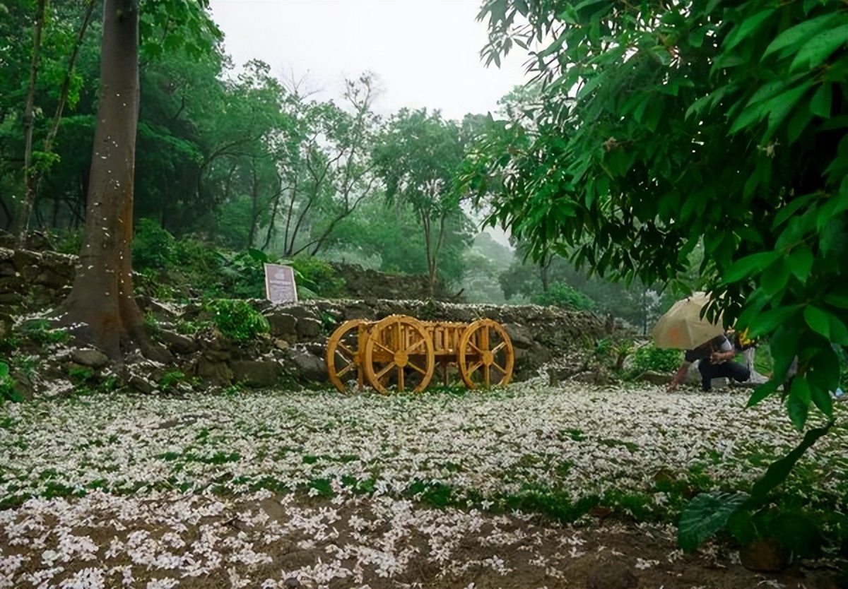 广州鹤之洲湿地公园游玩攻略简介,增城凤凰古城一日游最佳去处