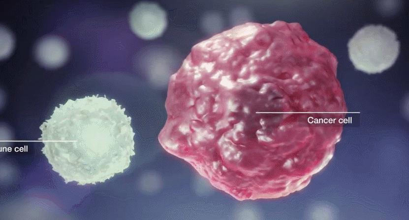 cctv干细胞治疗视频,cctv-10科教频道免疫力