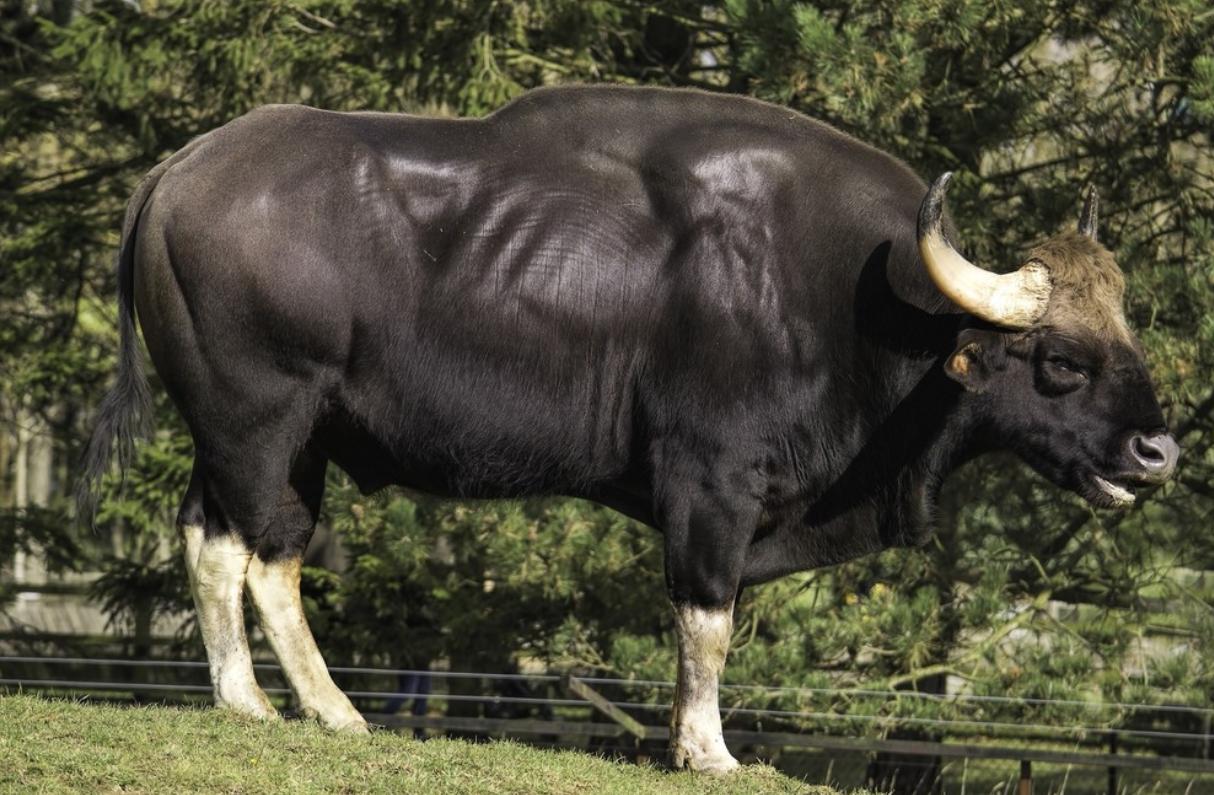世界上体型最大的牛堪称牛魔王,体型最大的牛是什么牛
