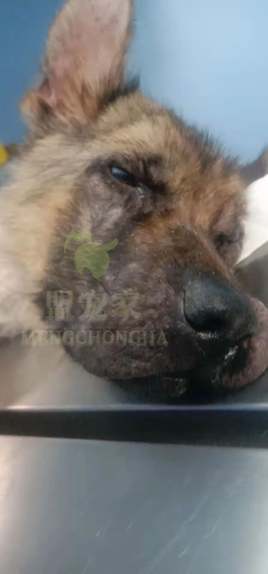 德牧骨癌,流浪德牧被打裂鼻骨跑进医院求助