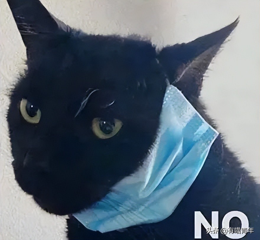 猫核酸检测有必要做吗,猫做核酸粤语视频