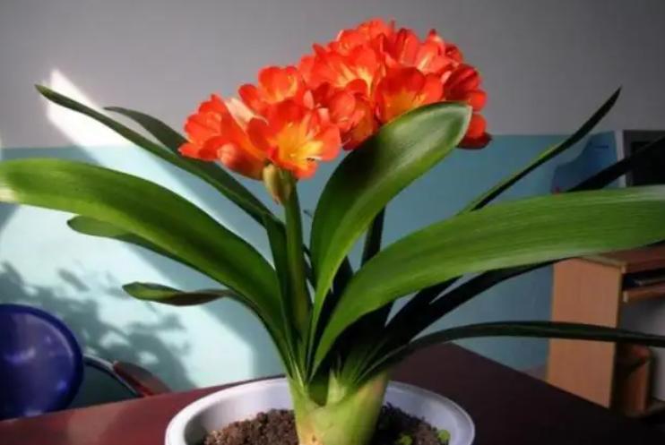 打假养花坑人小妙招,养花十大骗局揭秘