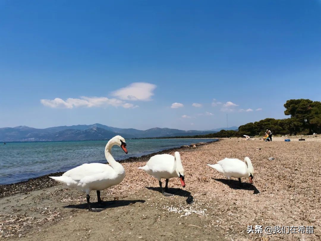 希腊人平均寿命,希腊人均寿命