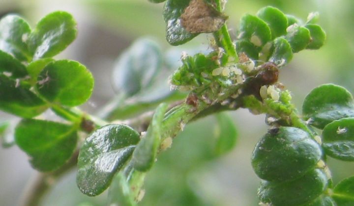 庭院防鼠防虫,如何防治高层老鼠方法