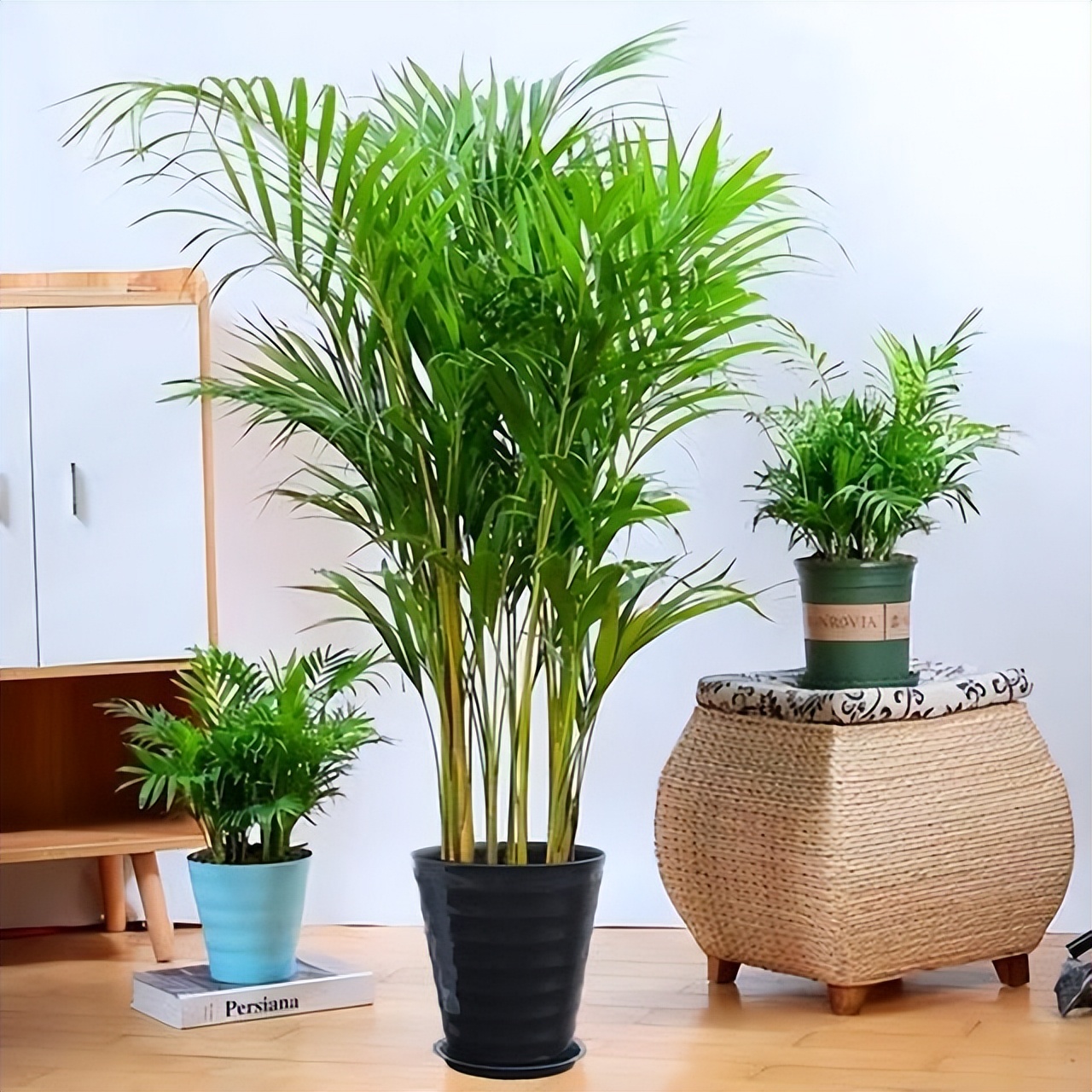 客厅养什么花好看又好养,客厅养什么花好看又好养活