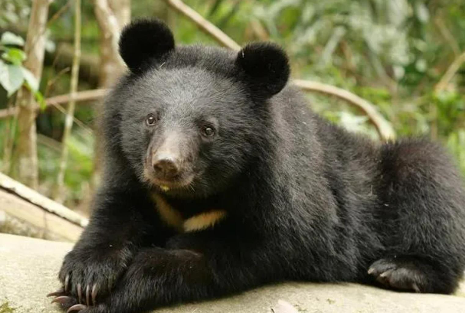 活熊采胆犯法吗,活熊取肝对熊的危害