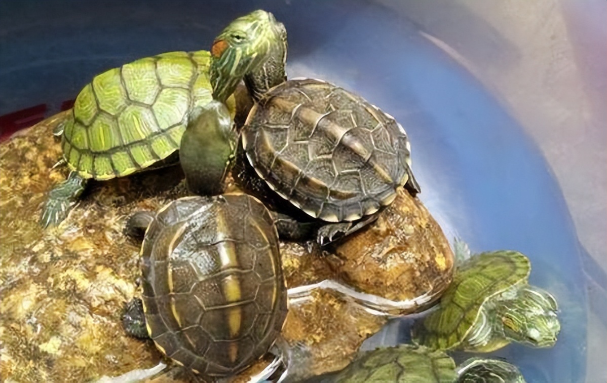 如何养巴西龟的方法和技巧,巴西龟怎么养才能养得活养得久