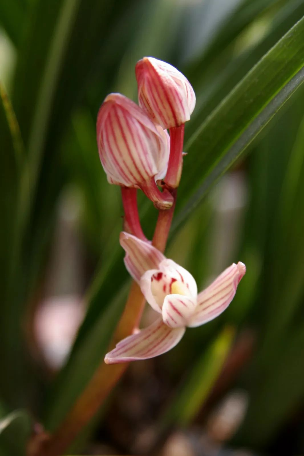 letsgo一周目攻略,letsgo图鉴攻略