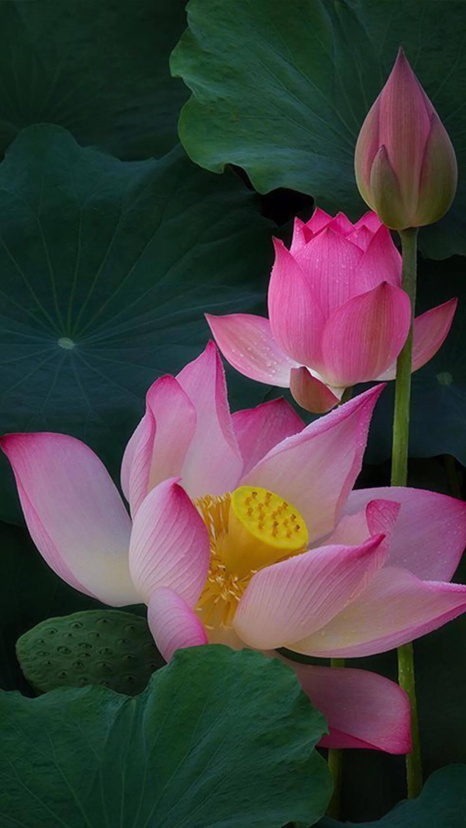 漂亮美丽的荷花壁纸,雨中荷花壁纸荣盛城