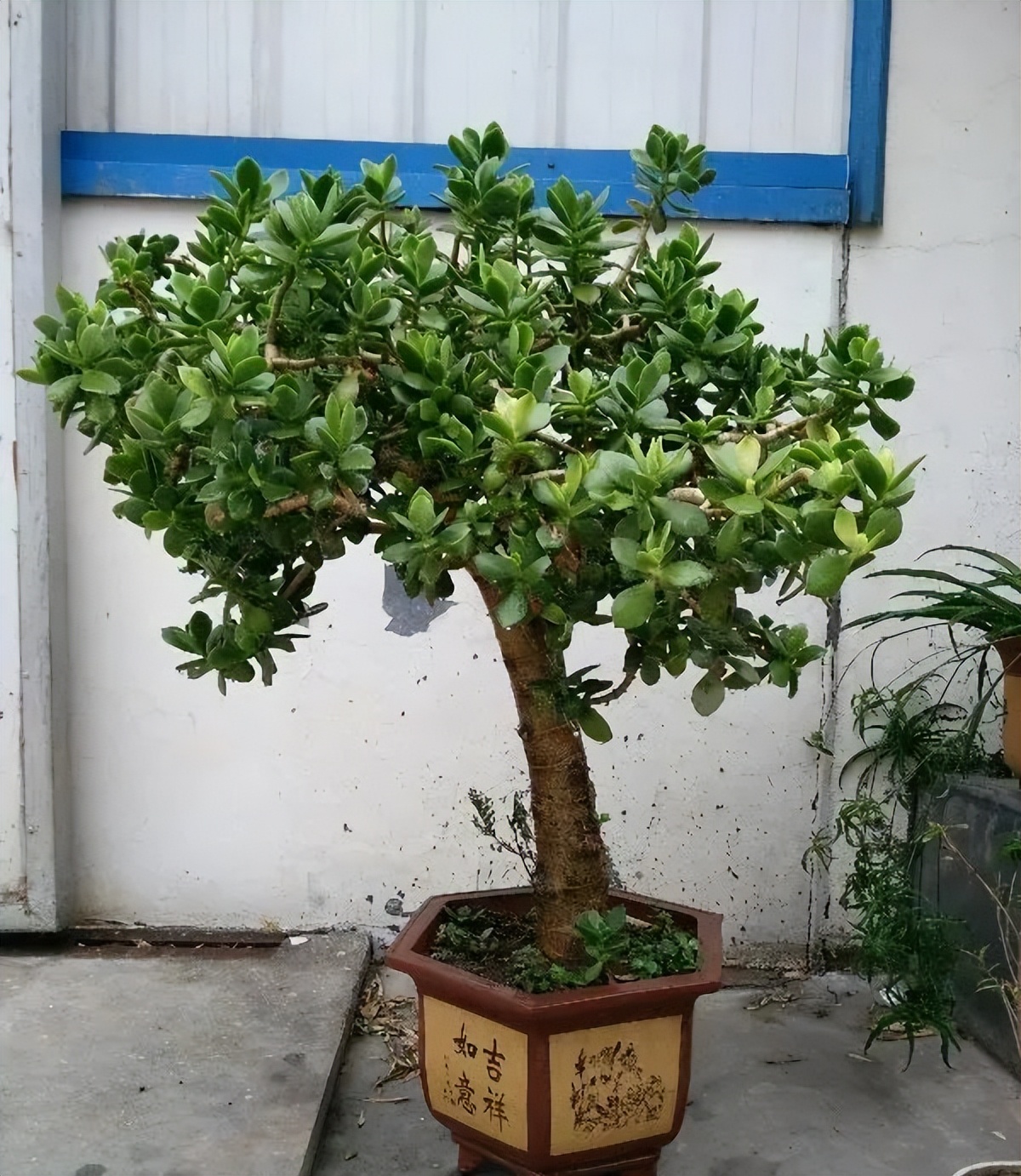 冬天花浇水盆土不干怎么办,这些花冬天都得冻坏了