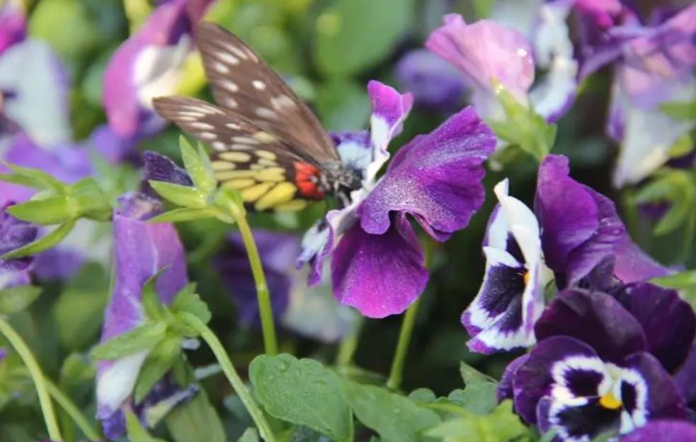 所有的蝴蝶花怎么养,怎样养好蝴蝶花