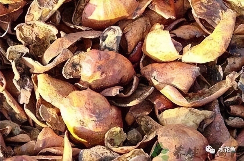 12种水产病害防治,你对水产动物病害的初步认识