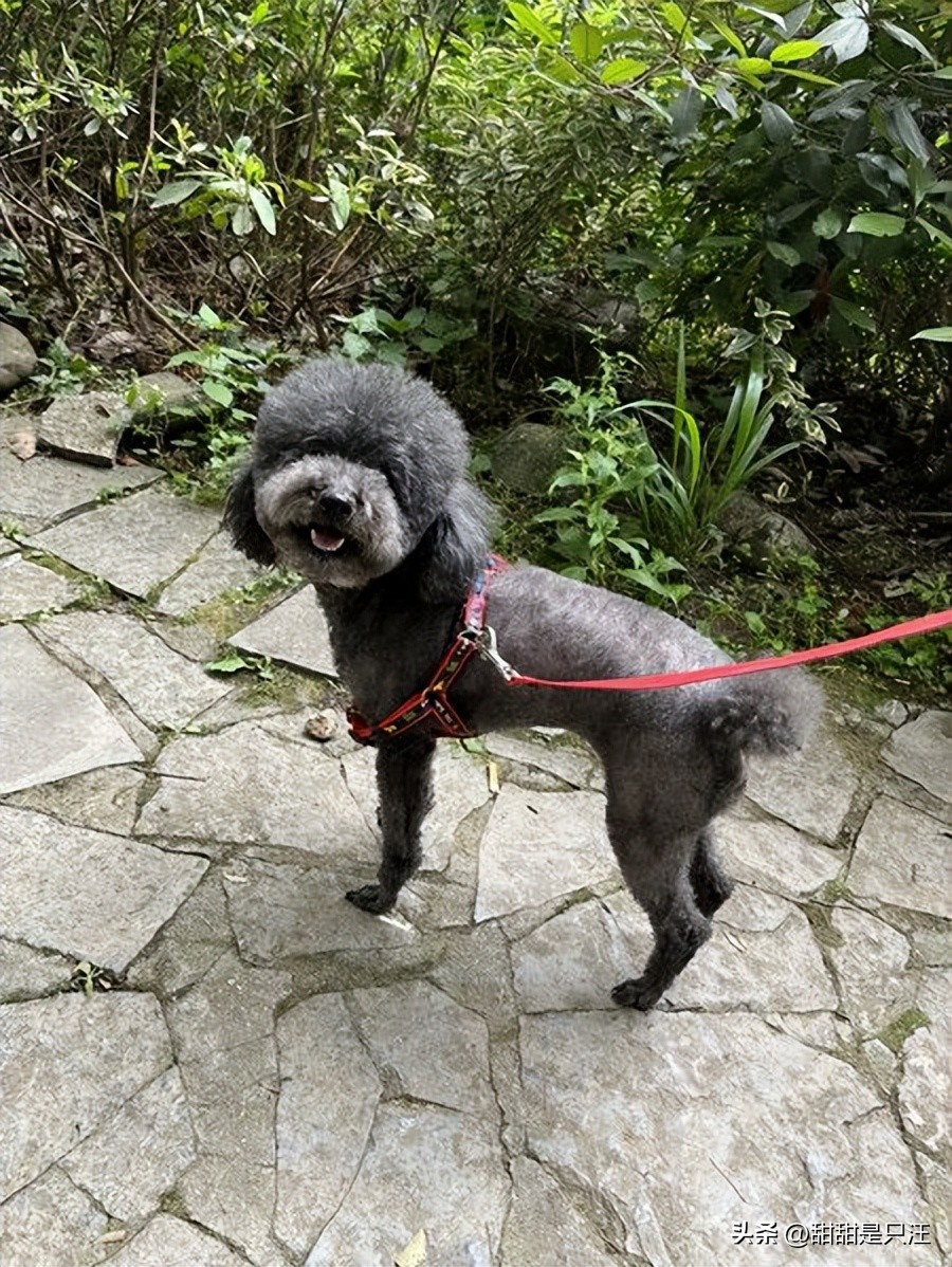 狗狗中暑的最佳治疗方法,狗狗中暑怎么缓解最快方法图片