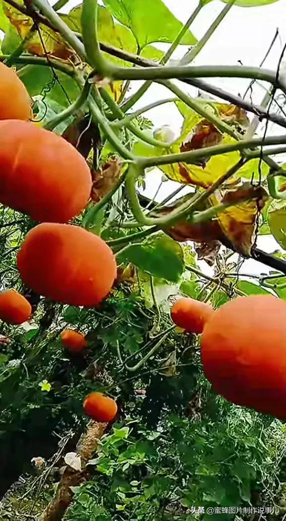 壁纸美图,各种水果,果香四溢,酸甜可口,丰收的喜悦