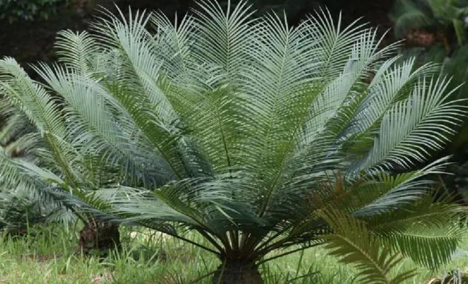 木本植物有哪些品种,什么观赏木本植物不怕冻不怕晒