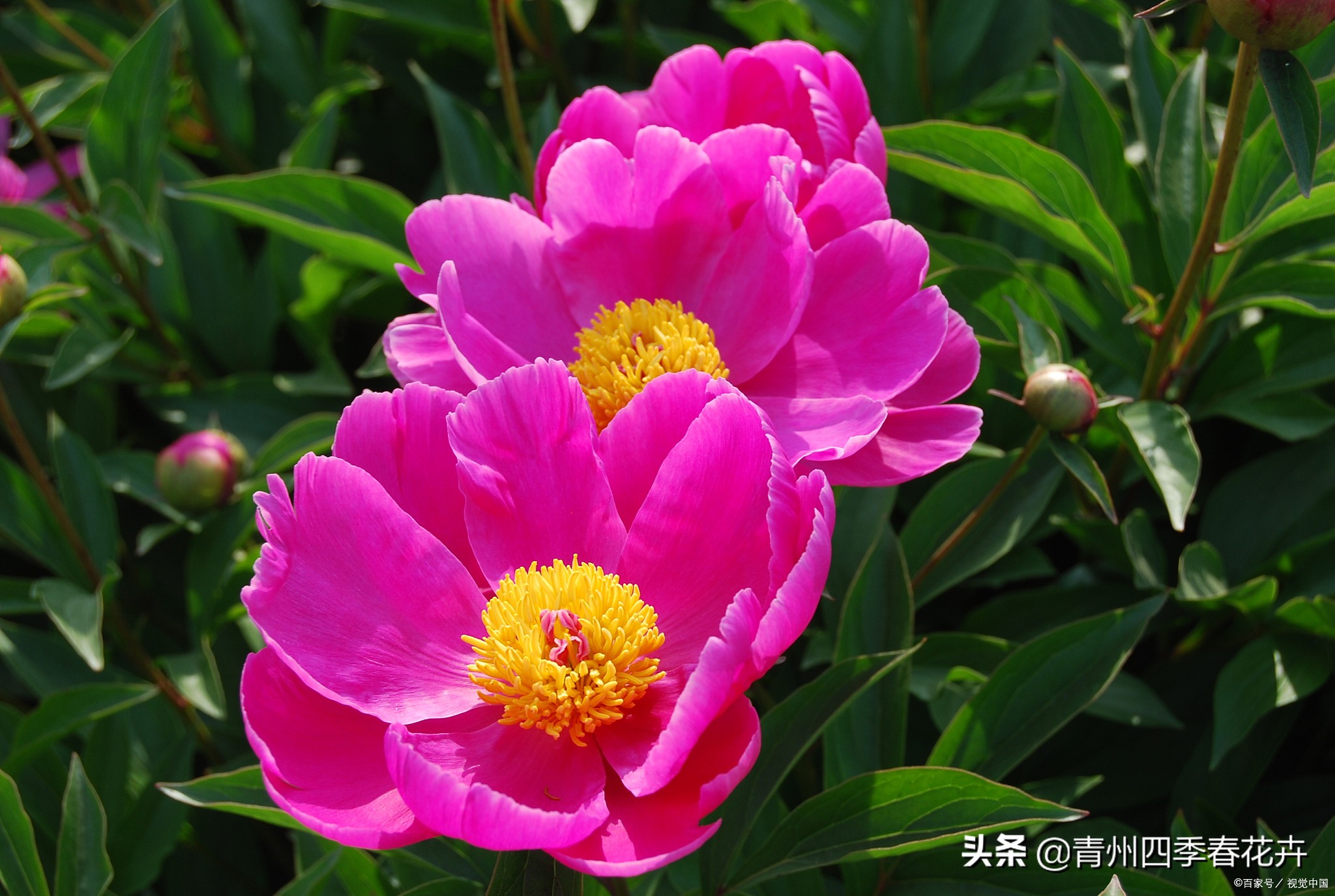 鲜花名字大全带花语,名字好听花语有内涵的花