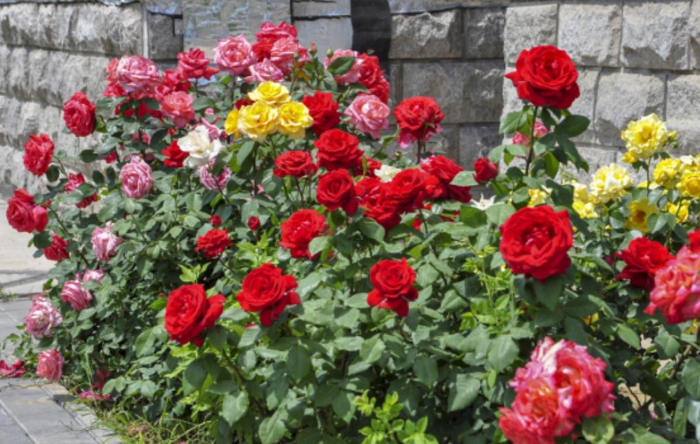对房屋危害最大的植物,小区树木存在安全隐患