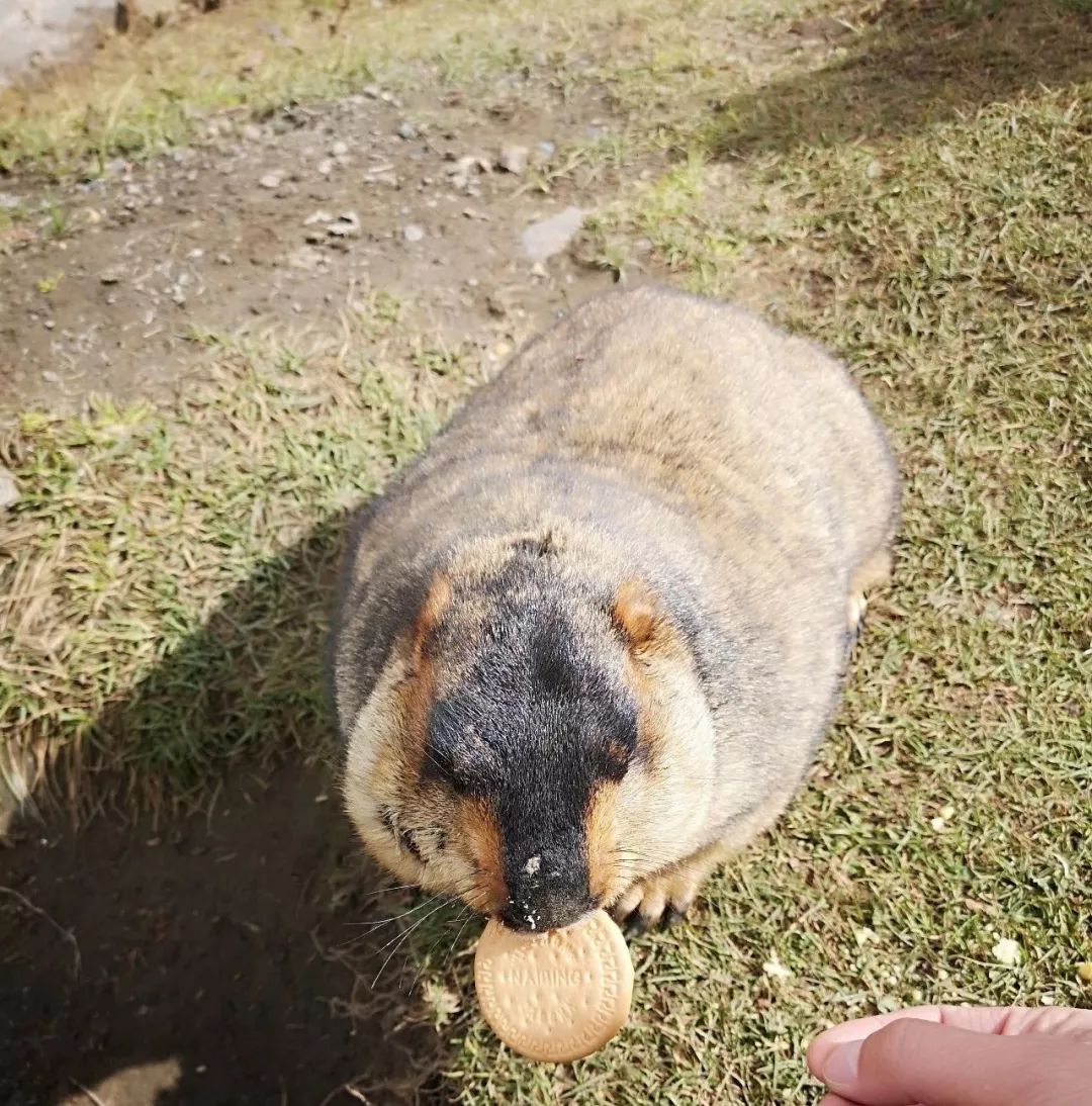会向人祈祷的土拨鼠，真实身份很少有人知道？竟然还是致命动物！