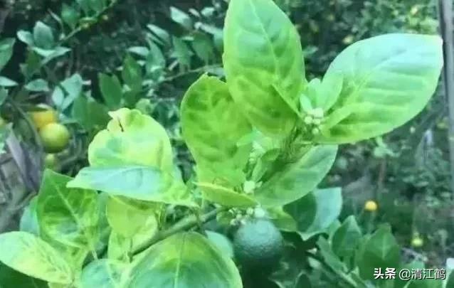 黄龙病的最新防治方法,黄龙病怎么治效果最好