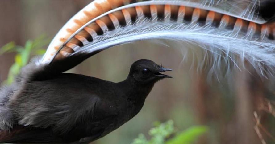 世界上最大的华丽琴鸟,天堂的使者