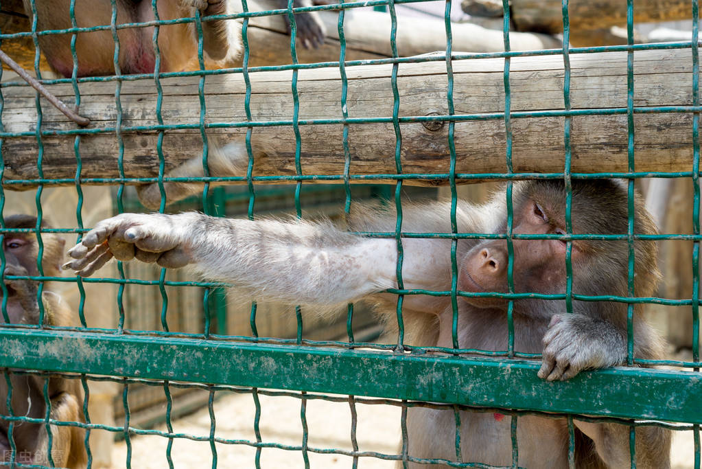 猴子身价倍增！从7000涨到16万，甚至“有价无猴”，发生了啥？