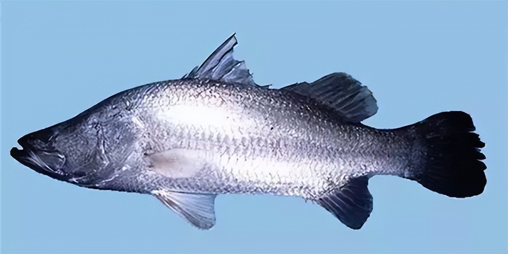 鱼胶适合啥时候做,什么品种的鱼胶适合平时吃