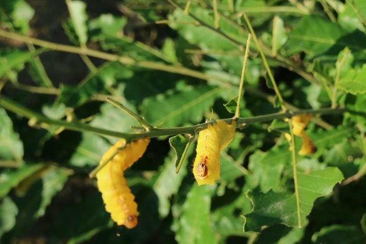 柞蚕肠道消化酶高表达ApMCP1基因的克隆