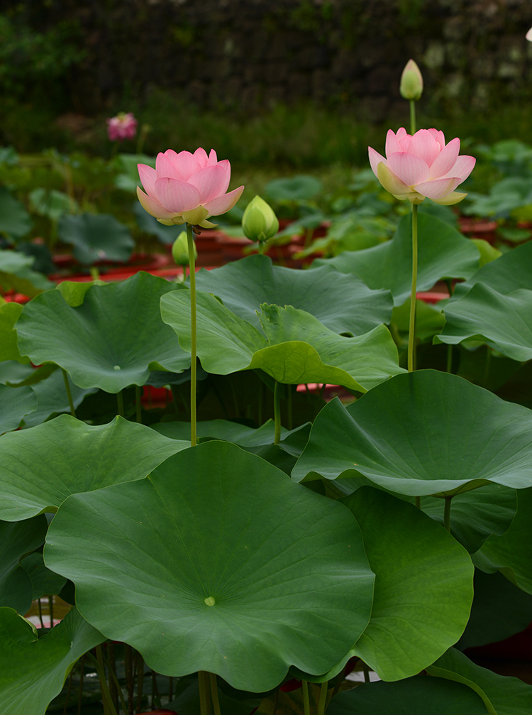 4种“爱晒太阳”的植物，越晒长得越好，枝繁叶茂，开花也就越多