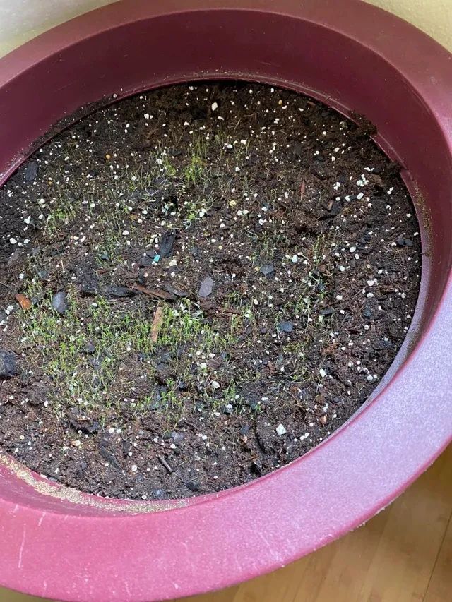 爱尔兰珍珠草盆栽,爱尔兰珍珠草的繁殖养护