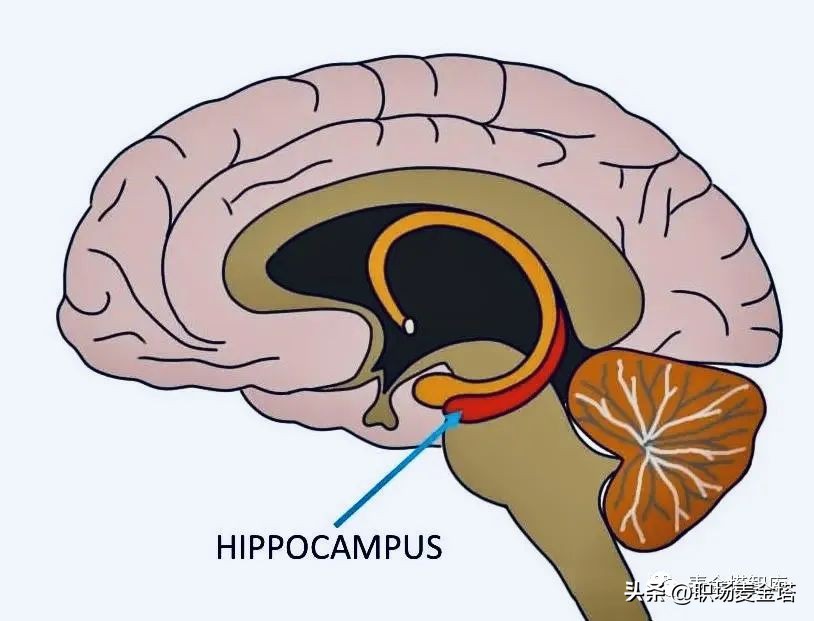 记忆力不好，试试这四种世界公认的记忆好方法