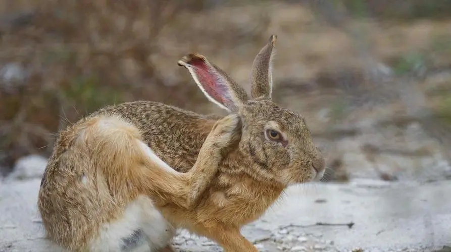 年轻和成年欧洲野兔股骨的形态特征、矿化和力学特性分析